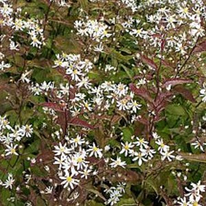 6 x aster à feuilles en cœur - aster cordifolius 'silver spray' - godet 9x9 cm