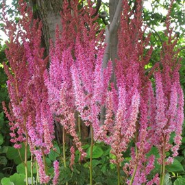 6 x astilbe de chine  - astilbe chinensis 'superba'  - godet 9x9 cm