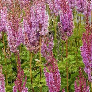 6 x astilbe de chine  - astilbe chinensis 'superba'  - godet 9x9 cm