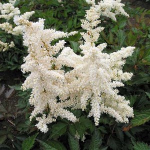6 x astilbe du japon  - astilbe japonica 'deutschland'  - godet 9x9 cm