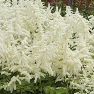 6 x astilbe du japon  - astilbe japonica 'deutschland'  - godet 9x9 cm