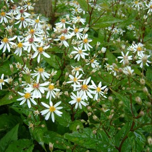6 x aster divariqué - aster divaricatus  - godet 9x9 cm