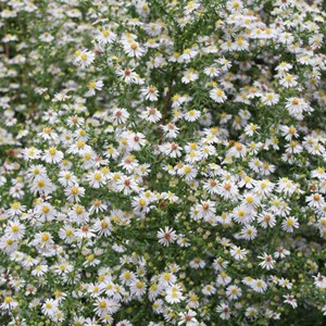 Aster ericoides 'erlkoenig' - godet 9x9 cm