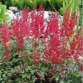 6 x astilbe d'arends  - astilbe arendsii 'fanal'  - godet 9x9 cm
