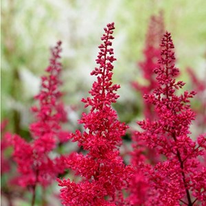 6 x astilbe d'arends  - astilbe arendsii 'fanal'  - godet 9x9 cm