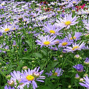6 x aster de frikartii  - aster frikartii 'moench'  - godet 9x9 cm