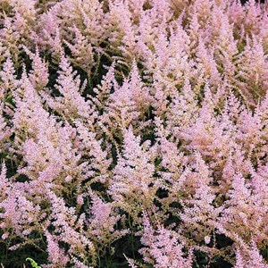 6 x astilbe à feuilles simples  - astilbe 'hennie graafland'  - godet 9x9 cm