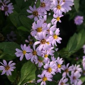 Aster 'harry schmidt' - godet 9x9 cm