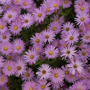 6 x aster nain  - aster dumosus 'herbstgruss von bresserhof'  - godet 9x9 cm