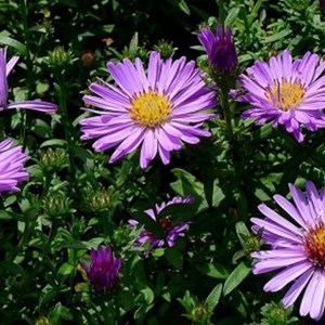 6 x aster nain  - aster dumosus 'herbstgruss von bresserhof'  - godet 9x9 cm