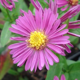 6 x aster nain  - aster dumosus 'jenny'  - godet 9x9 cm