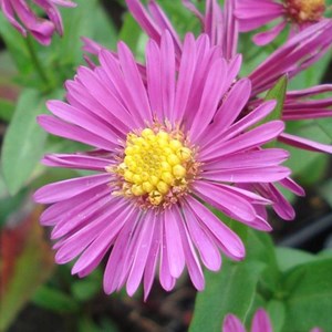 6 x aster nain  - aster dumosus 'jenny'  - godet 9x9 cm