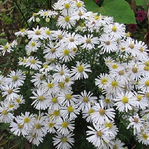 Aster 'kristina' - godet 9x9 cm