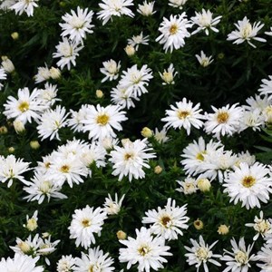 6 x aster 'kristina' - godet 9x9 cm