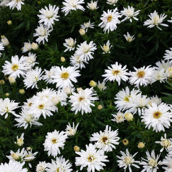 Arborix - 6 x aster 'kristina' - godet 9x9 cm