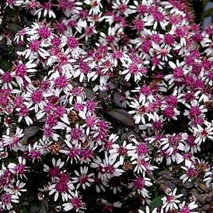 Aster lateriflorus 'lady in black' - godet 9x9 cm