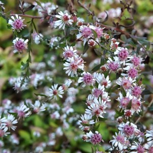 6 x aster lateriflorus 'lady in black' - godet 9x9 cm