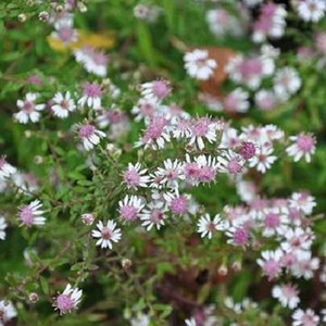 6 x aster d'automne  - aster lateriflorus 'horizontalis'  - godet 9x9 cm