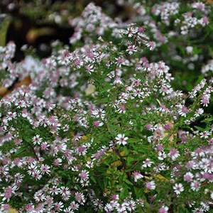 6 x aster d'automne  - aster lateriflorus 'horizontalis'  - godet 9x9 cm
