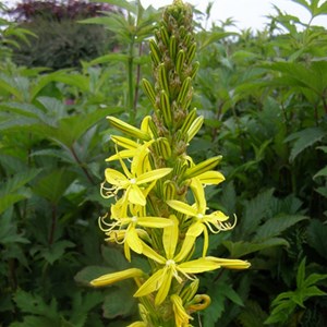 6 x bâton de jacob - asphodeline lutea  - godet 9x9 cm