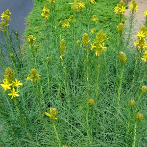 6 x bâton de jacob - asphodeline lutea  - godet 9x9 cm