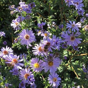 6 x aster des pyrénées  - aster pyrenaeus 'lutetia'  - godet 9x9 cm