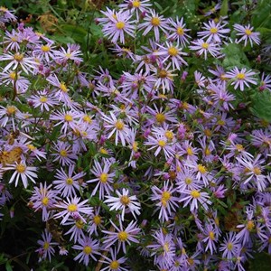 6 x aster des pyrénées  - aster pyrenaeus 'lutetia'  - godet 9x9 cm