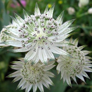 6 x grande astrance - astrantia major  - godet 9x9 cm