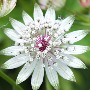 6 x grande astrance - astrantia major  - godet 9x9 cm
