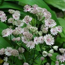6 x grande astrance  - astrantia major 'alba'  - godet 9x9 cm