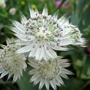 6 x grande astrance  - astrantia major 'alba'  - godet 9x9 cm