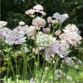 6 x grande astrance  - astrantia major 'buckland'  - godet 9x9 cm