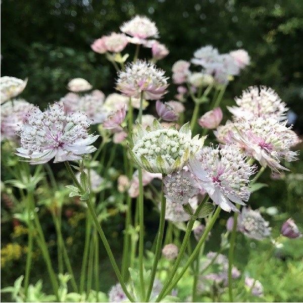Arborix - 6 x grande astrance  - astrantia major 'buckland'  - godet 9x9 cm