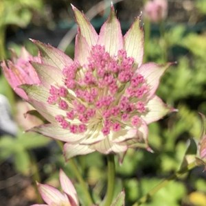 6 x grande astrance  - astrantia major 'buckland'  - godet 9x9 cm