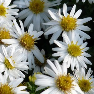 Aster 'monte cassino' - godet 9x9 cm