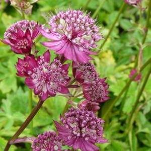 6 x grande astrance  - astrantia major 'lars'  - godet 9x9 cm