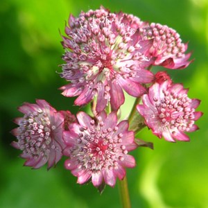 6 x grande astrance  - astrantia major 'lars'  - godet 9x9 cm