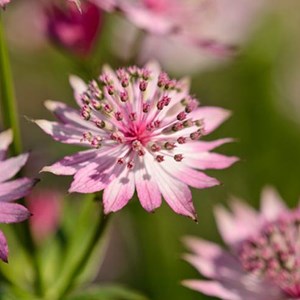 6 x grande astrance  - astrantia major 'roma'  - godet 9x9 cm