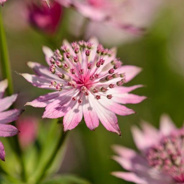 Arborix - 6 x grande astrance - astrantia major 'roma' - godet 9x9 cm