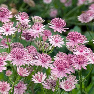 6 x grande astrance  - astrantia major 'roma'  - godet 9x9 cm