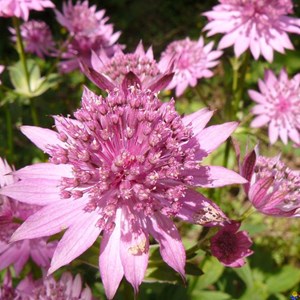 6 x grande astrance  - astrantia major 'rosea'  - godet 9x9 cm