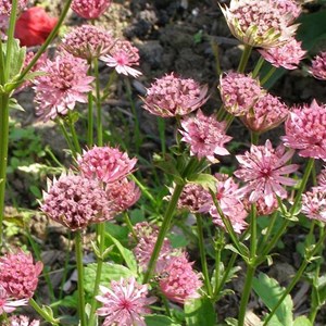 6 x grande astrance  - astrantia major 'rosea'  - godet 9x9 cm