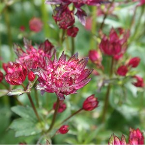 6 x grande astrance  - astrantia major 'rubra'  - godet 9x9 cm
