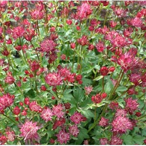 6 x grande astrance  - astrantia major 'rubra'  - godet 9x9 cm