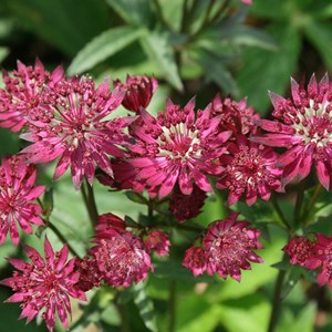6 x grande astrance  - astrantia major 'ruby wedding'  - godet 9x9 cm