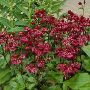 6 x grande astrance  - astrantia major 'ruby wedding'  - godet 9x9 cm