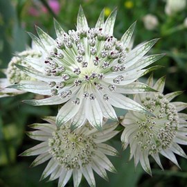 6 x grande astrance 'snowstar' - astrantia major 'snow star'  - godet 9x9 cm