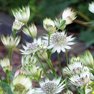 6 x grande astrance 'snowstar' - astrantia major 'snow star'  - godet 9x9 cm