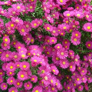 6 x aster de la nouvelle-angleterre - aster novae angliae 'andenken an alma