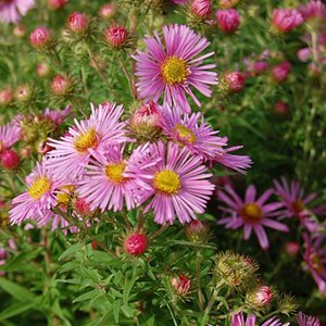 6 x aster de la nouvelle-angleterre - aster novae angliae 'harrington's pink' -